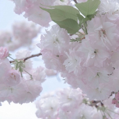 海盐福瑞交流群